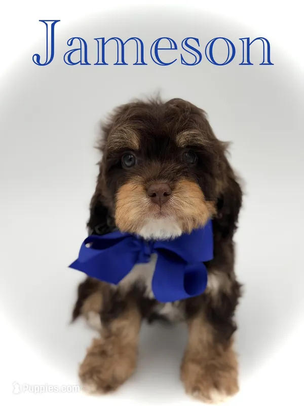 Jameson F1 – Cavapoo puppy for sale in Mayfield, KY