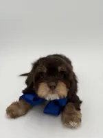 Jameson F1, a male Cavapoo for sale in Mayfield, KY – Photo 3 of 10