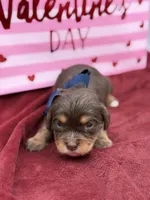 Navy choc and tan , a male Cavapoo for sale in Mayfield, KY – Photo 9 of 10