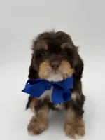 Jameson F1, a male Cavapoo for sale in Mayfield, KY – Photo 9 of 10