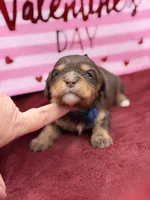 Navy choc and tan , a male Cavapoo for sale in Mayfield, KY – Photo 3 of 10