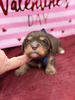 Navy choc and tan , a male Cavapoo for sale in Mayfield, KY – Photo 4 of 10
