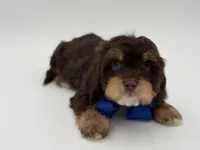 Jameson F1, a male Cavapoo for sale in Mayfield, KY – Photo 6 of 10