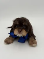 Jameson F1, a male Cavapoo for sale in Mayfield, KY – Photo 4 of 10