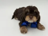 Jameson F1, a male Cavapoo for sale in Mayfield, KY – Photo 8 of 10