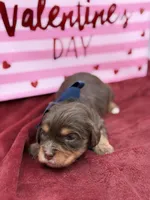 Navy choc and tan , a male Cavapoo for sale in Mayfield, KY – Photo 10 of 10