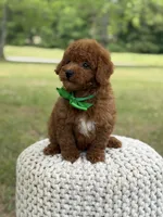 Andy, a male Miniature Goldendoodle for sale in Mayfield, KY – 5 of 9