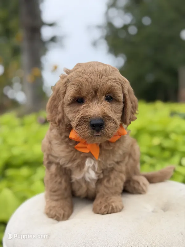 Paxton  – Miniature Goldendoodle puppy for sale in Mayfield, KY