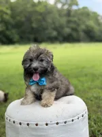 Chocolate sable M, a male Havapoo for sale in Mayfield, KY – 2 of 10