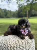 AKC DNA tested Finn, a male Poodle - Miniature  for sale in Mayfield, KY – 8 of 10
