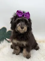 Merry, a female Miniature Bernedoodle for sale in Mayfield, KY – Photo 5 of 10