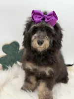 Merry, a female Miniature Bernedoodle for sale in Mayfield, KY – Photo 1 of 10