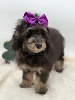 Merry, a female Miniature Bernedoodle for sale in Mayfield, KY – Photo 2 of 10