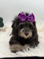 Merry, a female Miniature Bernedoodle for sale in Mayfield, KY – Photo 9 of 10