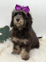 Merry, a female Miniature Bernedoodle for sale in Mayfield, KY – Photo 6 of 10