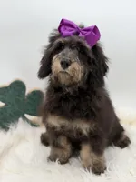 Merry, a female Miniature Bernedoodle for sale in Mayfield, KY – Photo 4 of 10