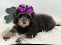 Merry, a female Miniature Bernedoodle for sale in Mayfield, KY – Photo 10 of 10