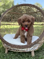 Baxter, a male Miniature Goldendoodle for sale in Mayfield, KY – 2 of 10