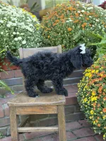 Jasmine, a female Miniature Bernedoodle for sale in Mayfield, KY – 9 of 9
