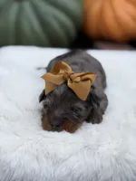 Gold bow, a female Miniature Bernedoodle for sale in Mayfield, KY – 8 of 10