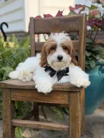 F1B Colton, a male Cavapoo for sale in Mayfield, KY – 2 of 10