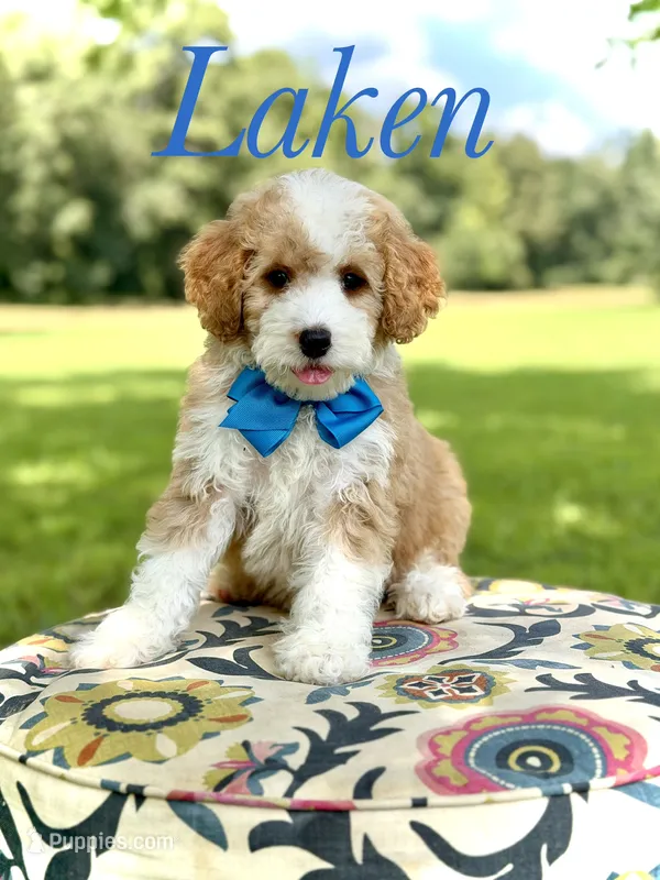 F1B Laken – Cavapoo puppy for sale in Mayfield, KY
