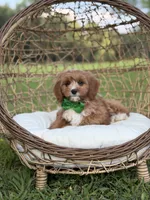 Brock, a male Miniature Goldendoodle for sale in Mayfield, KY – 4 of 8