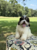 Uncle Sam , a male Miniature Bernedoodle for sale in Mayfield, KY – 3 of 10