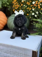 F1 Sasha, a female Cavapoo for sale in Mayfield, KY – 3 of 10