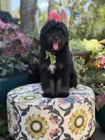 F1 Tyler, a male Bernedoodle for sale in Mayfield, KY – 4 of 10