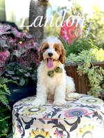 F1B Landon, a male Cavapoo for sale in Mayfield, KY – 1 of 10