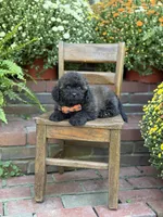 Teddy, a male Shihpoo for sale in Mayfield, KY – 3 of 10