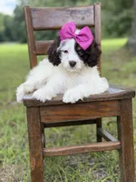 F1 Angel , a female Cavapoo for sale in Mayfield, KY – 2 of 10