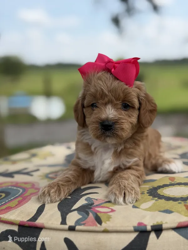 Presley – Miniature Goldendoodle puppy for sale in Mayfield, KY