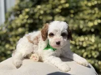 Dawson, a male Cavapoo for sale in Mayfield, KY – 2 of 10