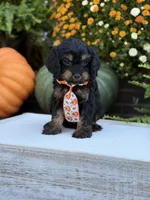 F1 Seth, a male Cavapoo for sale in Mayfield, KY – 2 of 9