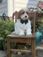 F1B Colton, a male Cavapoo for sale in Mayfield, KY – 8 of 10