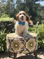 Denim, a male Cavapoo for sale in Mayfield, KY – 10 of 10