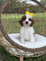 F1 Chloe, a female Cavapoo for sale in Mayfield, KY – 3 of 10