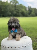 Chocolate sable M, a male Havapoo for sale in Mayfield, KY – 6 of 10