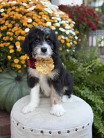 F1 Victoria, a female Bernedoodle for sale in Mayfield, KY – 2 of 10