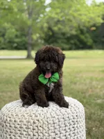 Beckett, a male Miniature Goldendoodle for sale in Mayfield, KY – 3 of 10