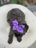 Julie, a female Miniature Bernedoodle for sale in Mayfield, KY – 2 of 3