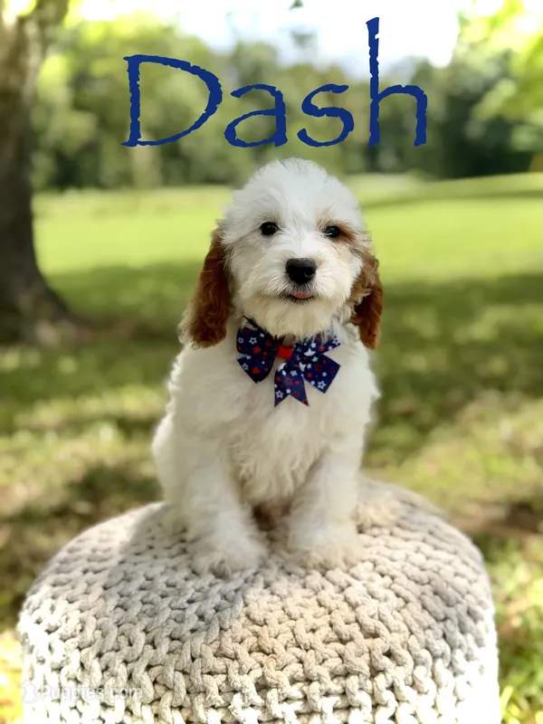 Dash  – Cavapoo puppy for sale in Mayfield, KY