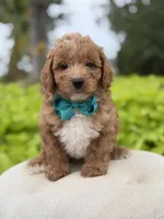 Phoenix, a male Miniature Goldendoodle for sale in Mayfield, KY – 6 of 7