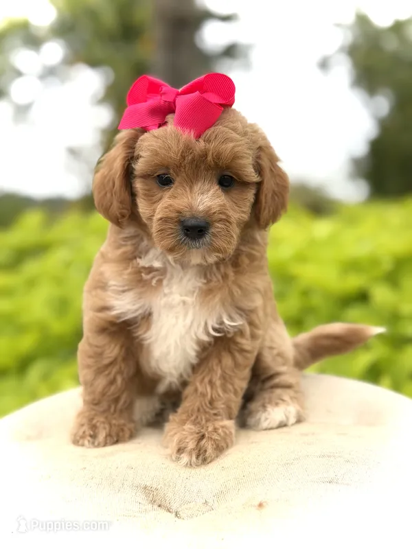 Presley – Miniature Goldendoodle puppy for sale in Mayfield, KY