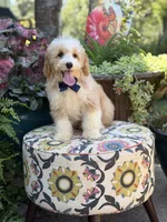 F1B Laken, a male Cavapoo for sale in Mayfield, KY – 3 of 10