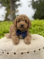 Pete, a male Miniature Goldendoodle for sale in Mayfield, KY – 5 of 10
