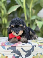 Evan, a male Miniature Bernedoodle for sale in Mayfield, KY – 7 of 10
