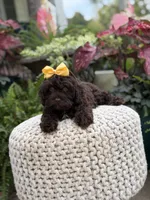 Amelia, a female Cavapoo for sale in Mayfield, KY – 3 of 8